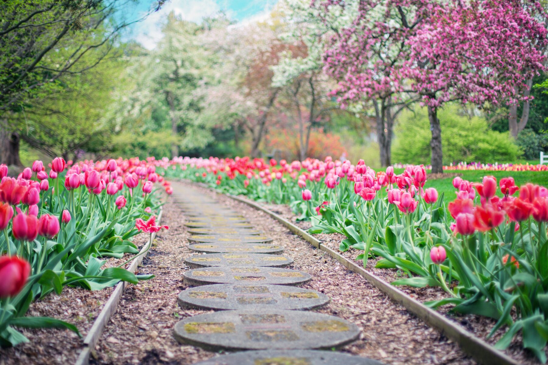 A decorative gravel pathway winds through a tulip garden, providing an excellent eco-friendly solution to drainage issues in your landscaping.